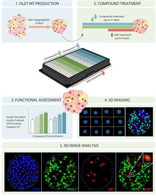 Evaluation of the Effects of Harmine on β-cell Function and Proliferation in Standardized Human Islets Using 3D High-Content Confocal Imaging and Automated Analysis